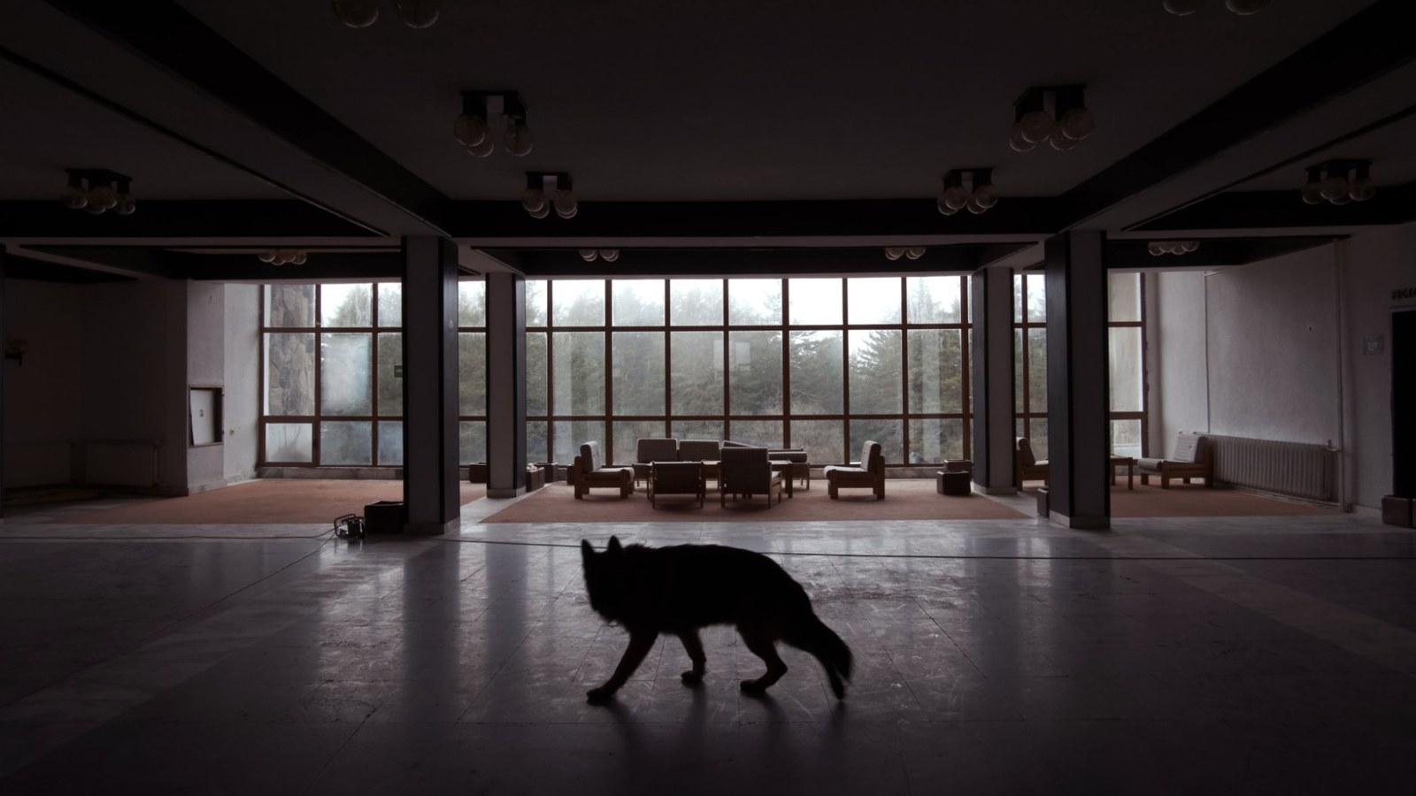 A dog walks through the dark, empty hall of an abandoned hotel